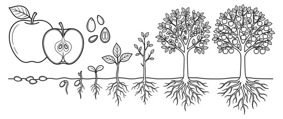 Apple tree life cycle from seed to mature fruit bearing plant. © NAZMA