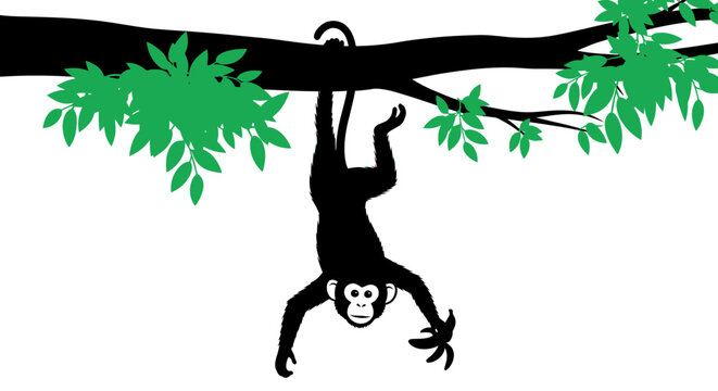 Silhouette Monkey Hanging Upside Down From Tree Branch.
