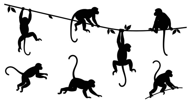 Silhouette of Monkeys Swinging and Climbing on a Vine.