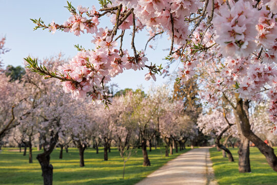 Almond trees in bloom under Madrid's spring sky