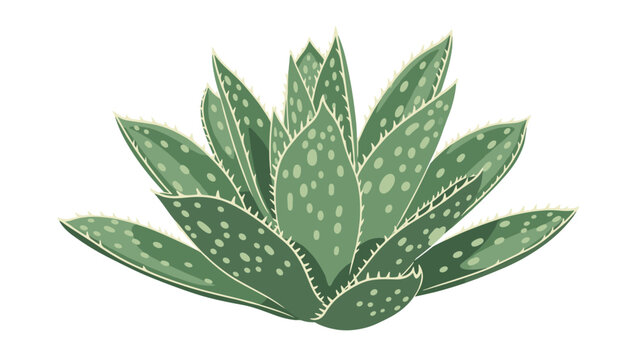 Aloe Vera Vector Images  Browse 34,255 Stock Photos, Vectors, and Video |  Adobe Stock