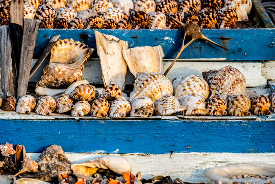 Sea snail shells displayed on a rustic market stand