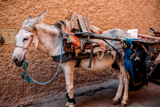 Working donkey in Morocco with cart in traditional street