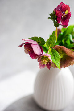 Close-up hellebore spring flower in vase on gray background