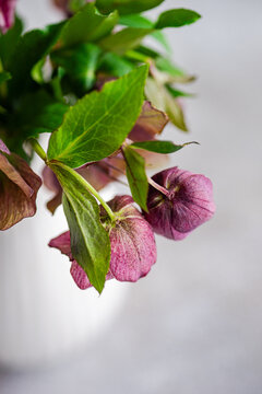 Close-up hellebore bloom with green leaves on grey