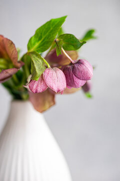Pink hellebore spring flower bouquet in white vase