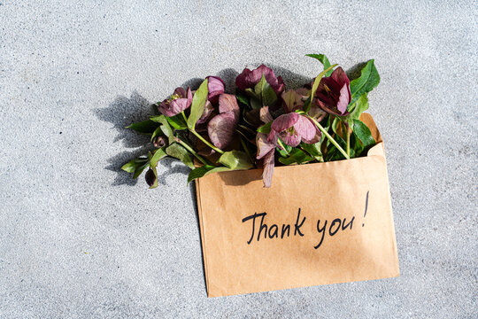 Hellebore spring flowers with thank you note on paper