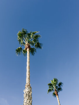 Tall palm trees against clear blue sky minimal background