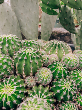 Close-up of clustered cactus garden with spines