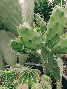 Desert cactus collection with prickly pear and barrel