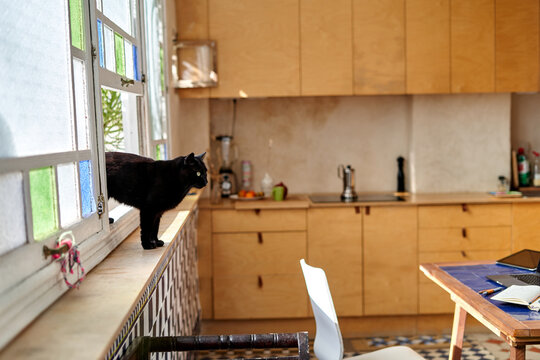Work from home scene with a black cat by a window in a kitchen