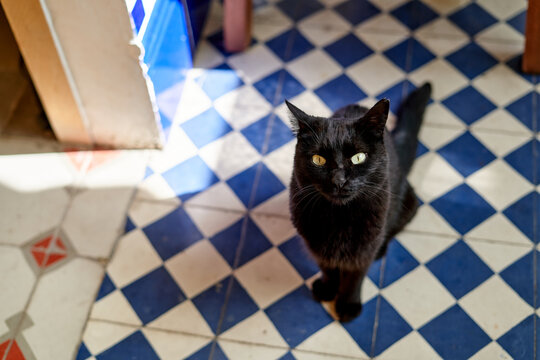 Black cat stands on tiled floor in a cozy kitchen space