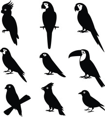 Obraz premium Bird silhouette vector illustration, exotic tropical species icons, parrot and toucan graphics, cockatoo designs, wildlife nature art, avian animal symbols for stock content