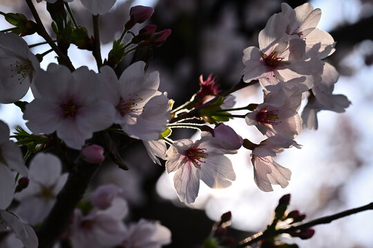 春本番を告げる桜咲く