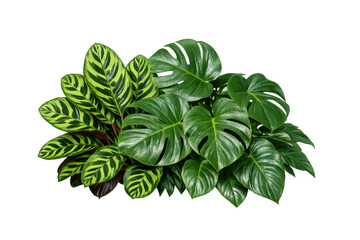 Fototapeta premium Monstera and calathea tropical plants green leaves growing