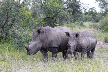 Obraz premium Rhino Mother and Calf