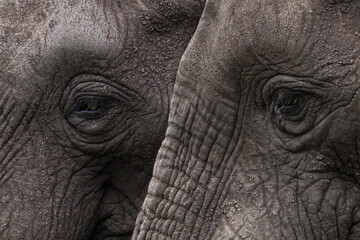 Elephant Eyes Wall Art © Daniel