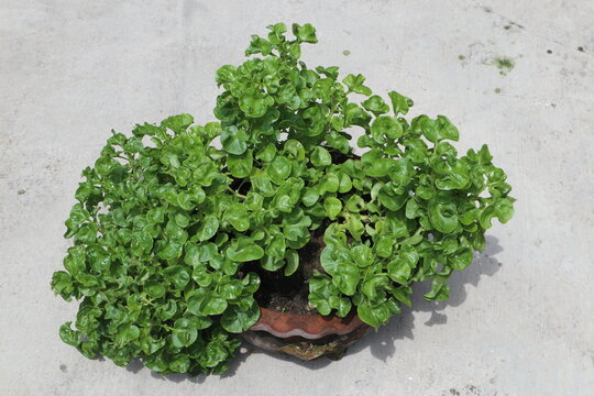 known as Sissoo spinach, Brazilian spinach or Alternanthera sissoo, the plant is commonly known as ground cover, its leaves are edible, the plant also does best in pots