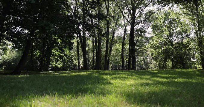 fresh grass in the park in the spring season with deciduous trees with green foliage, sunny warm spring weather in the park with different types of trees, shade from bright sunlight