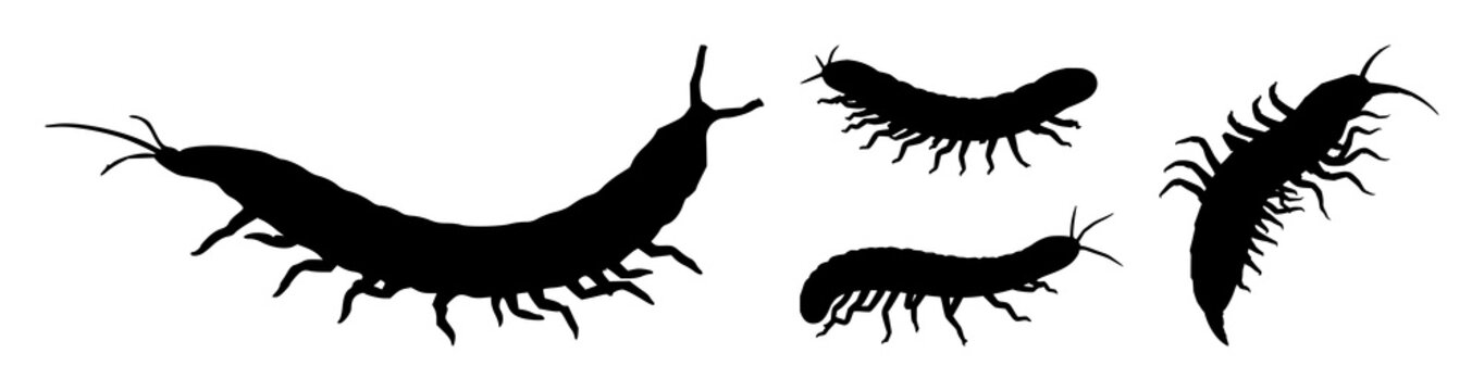 Centipede set with elongated dark silhouette against neutral gradient featuring arthropod, insect, creature with silhouette and line art