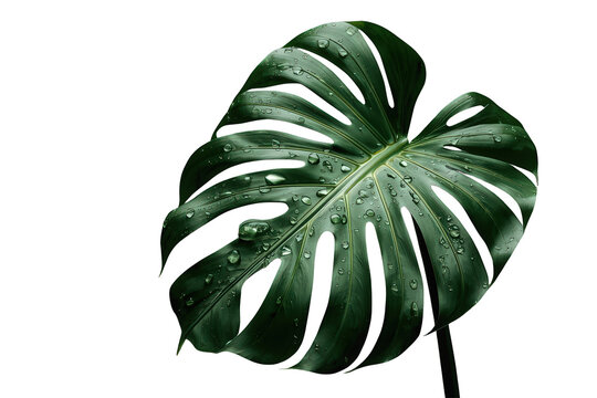 Monstera leaf with fresh water drops, representing nature, growth, freshness, and tropical beauty, on transparent background