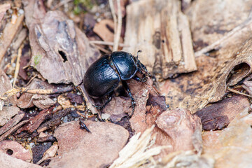 zbliżenie (makro) żuka gnojowego (Geotrupes) na krawędzi pnia. Metaliczne niebieskie nogi i czarne ciało chrząszcza. Rozmyte tło leśne. © Henryk Niestrój