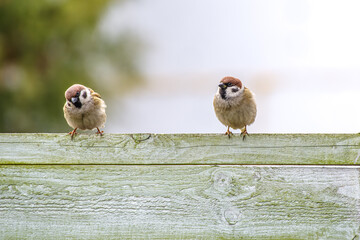 Para mazurków (Passer montanus) siedząca na krawędzi drewnianego płotu. Urocze małe ptaki z czarnymi plamkami na policzkach na jasnym, rozmytym tle. Fotografia przyrodnicza z ogrodu. © Henryk Niestrój