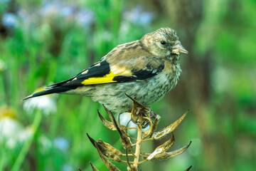 Szczygieł w przejściowej szacie siedzący na surowych nasionostanach ostu w naturalnym ogrodzie. Mały dziki ptak z żółtym paskiem na skrzydle na rozmytym tle kwiatów. © Henryk Niestrój