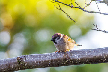 Mazurek (Passer montanus) siedzący na poziomej gałęzi w promieniach słońca. Mały dziki ptak z charakterystyczną czarną plamką na policzku na rozmytym, zielono-żółtym tle ogrodu © Henryk Niestrój