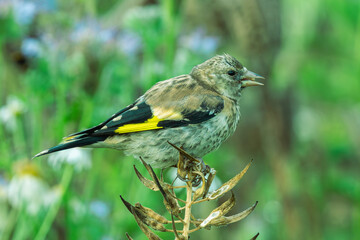 Szczygieł w przejściowej szacie siedzący na surowych nasionostanach ostu w naturalnym ogrodzie. Mały dziki ptak z żółtym paskiem na skrzydle na rozmytym tle kwiatów. © Henryk Niestrój