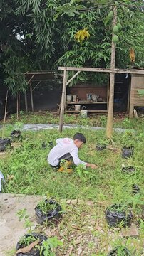 A young Asian boy wearing yellow rubber boots crouching and pulling weeds while tending to a rural backyard garden with plants growing in black polybags