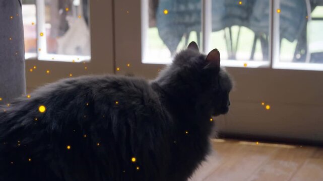 Fluffy gray cat turning toward drifting yellow particles by glass door, blue arc sweeping for pet
