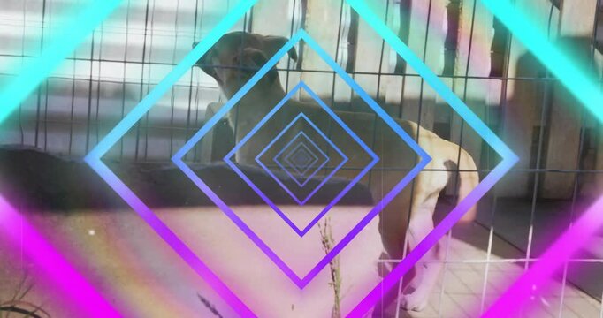 Dog hearing off-frame noise, rising in crate by window, neon diamond overlay guiding vet monitoring