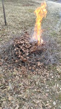 A small bonfire of dry branches and leaves
