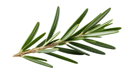 Fototapeta premium Green rosemary herb branch on black leaves isolated on a transparent background