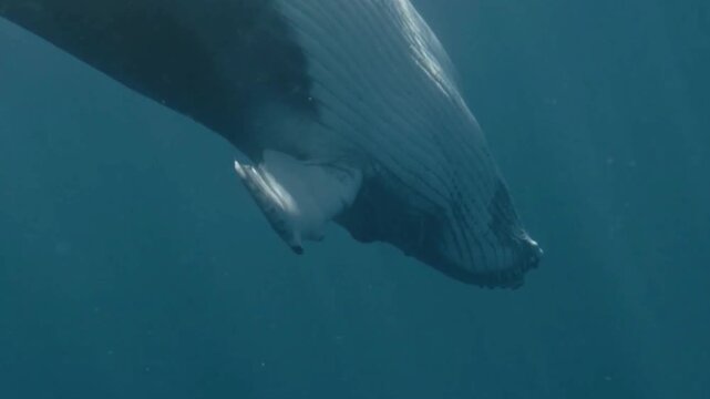 Humpback Whale Underwater Jaw and Pleated Throat Closeup