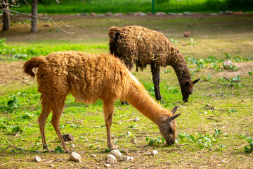 Naklejka premium Llama animal close-up. Alpaca on the background of nature.