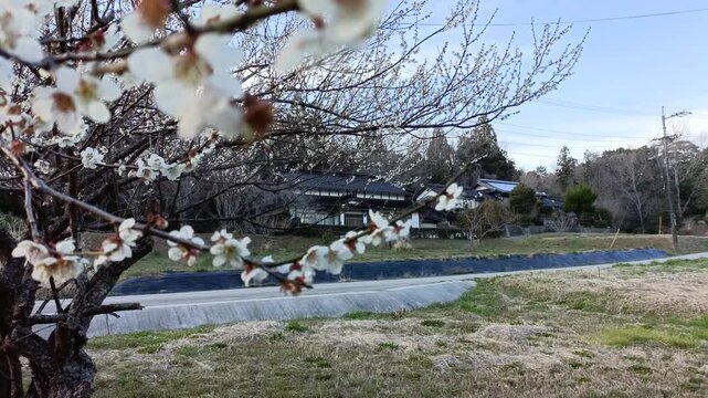 Plum blossoms by rural roadside in Japan, peaceful countryside early spring scene