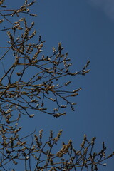 Obraz premium tree branches against blue sky