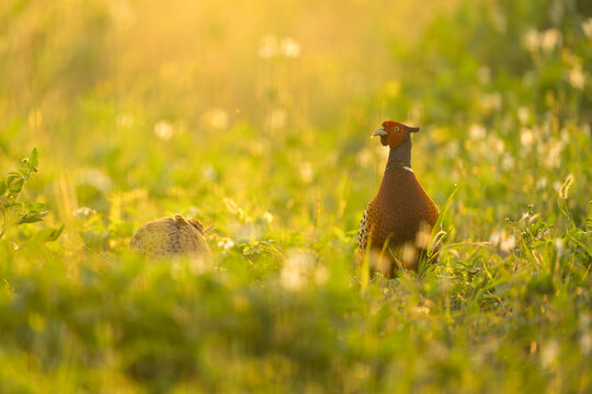 Male ring necked pheasant and female in morning light