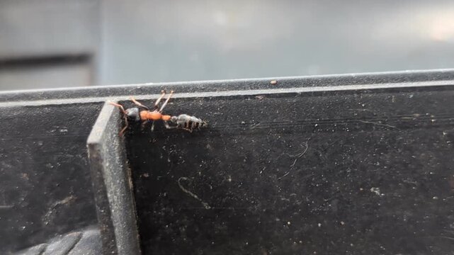 Macro video of a Rove Beetle (Paederus littoralis), commonly known as Tomcat, crawling on a dark surface. The footage highlights its distinctive orange and black segmented body and predatory behavior.