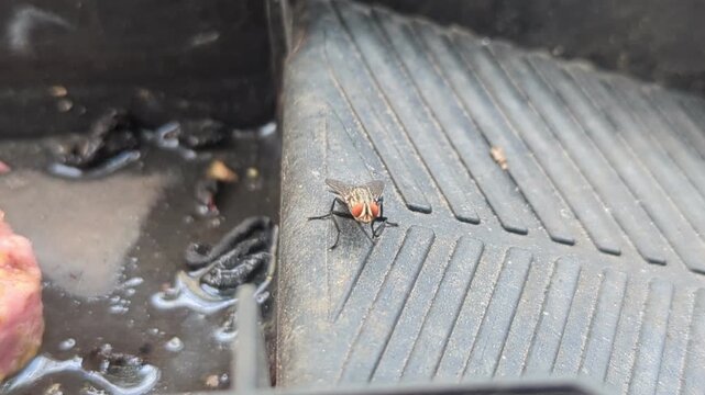 Close-up of a common housefly (Musca domestica) with bright red eyes sitting on a dusty black plastic surface near organic waste. The fly remains still, showcasing its intricate wing structure and hai