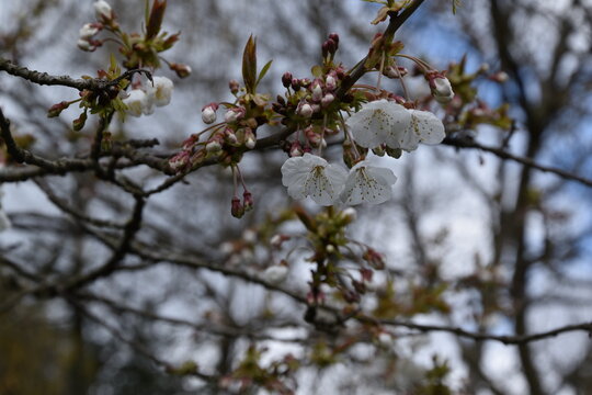 Kirschbl&uuml;ten