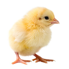 Obraz premium Cute Yellow Baby Chick Standing Isolated on White Background