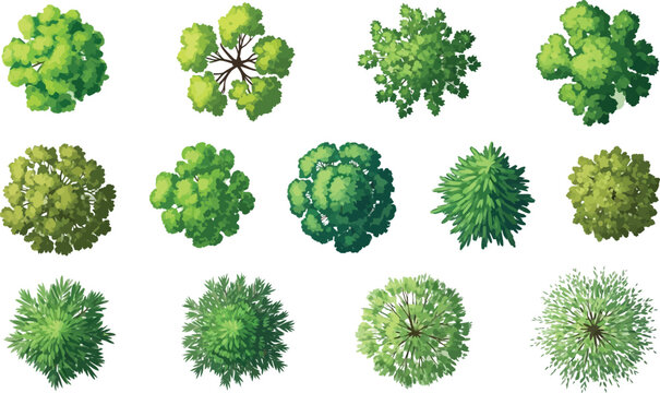 A collection of various green trees and bushes illustrated from a top-down perspective for architectural plans and landscape design
