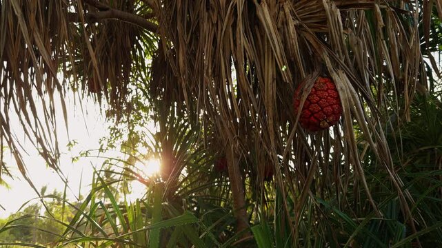 Tropical Pandanus Tree With Orange Fruit Cluster Backlit by Bright Sunlight in Dense Jungle Vegetation. Exotic Island Flora and Wild Nature Environment