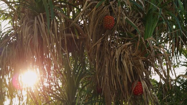 Sunlight Shining Through Tropical Pandanus Tree Leaves With Orange Fruit Clusters in Dense Vegetation. Exotic Jungle Plant Life and Natural Island Environment