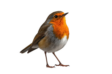 Fototapeta premium European robin standing, a small songbird species known for its distinctive orange-red breast, transparent background cutout