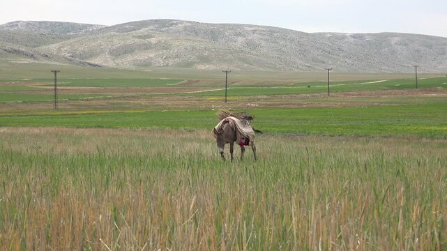 Lonely pack donkey on treeless meadow, saddle plus load, quiet pastoral countryside view. Abandoned mule waits across empty grassland, burden gear atop body, distant hills, power poles.