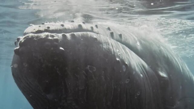 Humpback Whale Head Breaking Surface Closeup